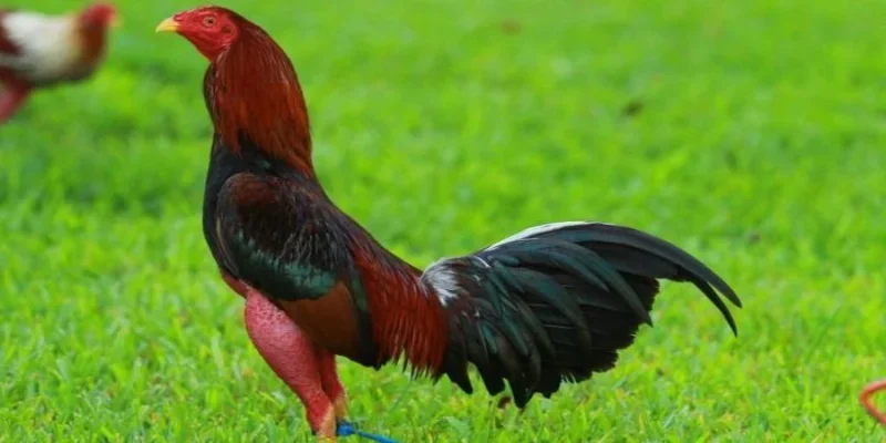 Gà Cuban: Chiến Kê Uy Lực Với Những Chiến Thuật Đỉnh Cao 3 Gà chọi Cuban F1: Chiến thuật đa dạng và sức mạnh vượt trội