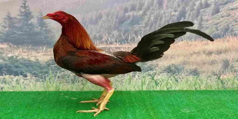 Gà Cuban: Chiến Kê Uy Lực Với Những Chiến Thuật Đỉnh Cao 1 Gà Cuban là một giống chọi nổi tiếng có nguồn gốc từ Philippines