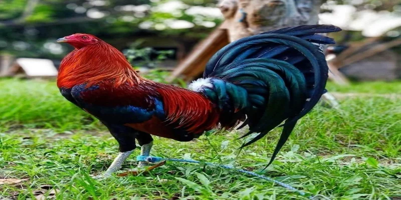 Gà Cuban: Chiến Kê Uy Lực Với Những Chiến Thuật Đỉnh Cao 2 Gà chọi Cuban lì đòn và thông minh