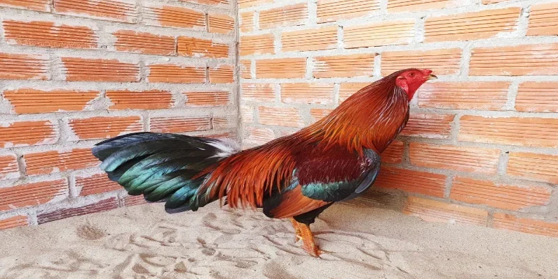 Giới thiệu về nguồn gốc của gà Hatch