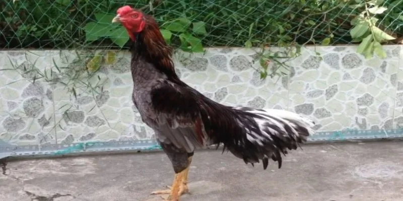 Gà Xám – Giống Gà Chiến Được Săn Đón Nhất Hiện Nay 4 Gà Xám đá ngày nào tốt?