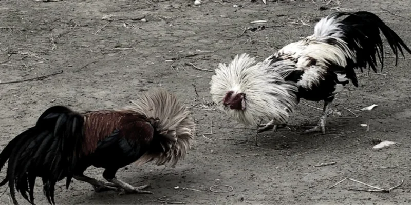 Gà Xám – Giống Gà Chiến Được Săn Đón Nhất Hiện Nay 2 Tính cách và khả năng chiến đấu